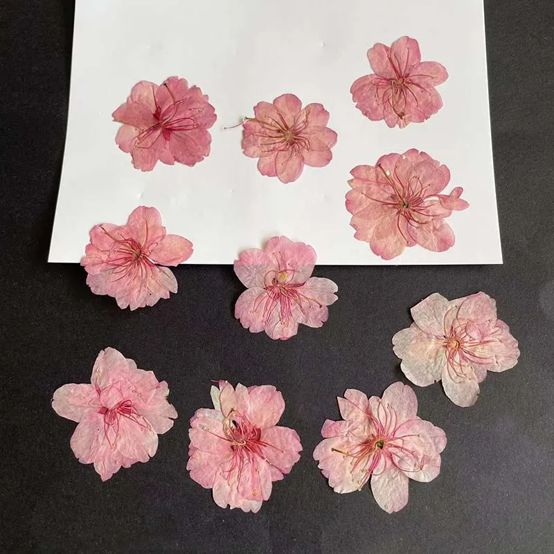 3-4.5 سنتيمتر/24 قطعة الطبيعية - مراجعة Resin Art Rose Petals وسعره
