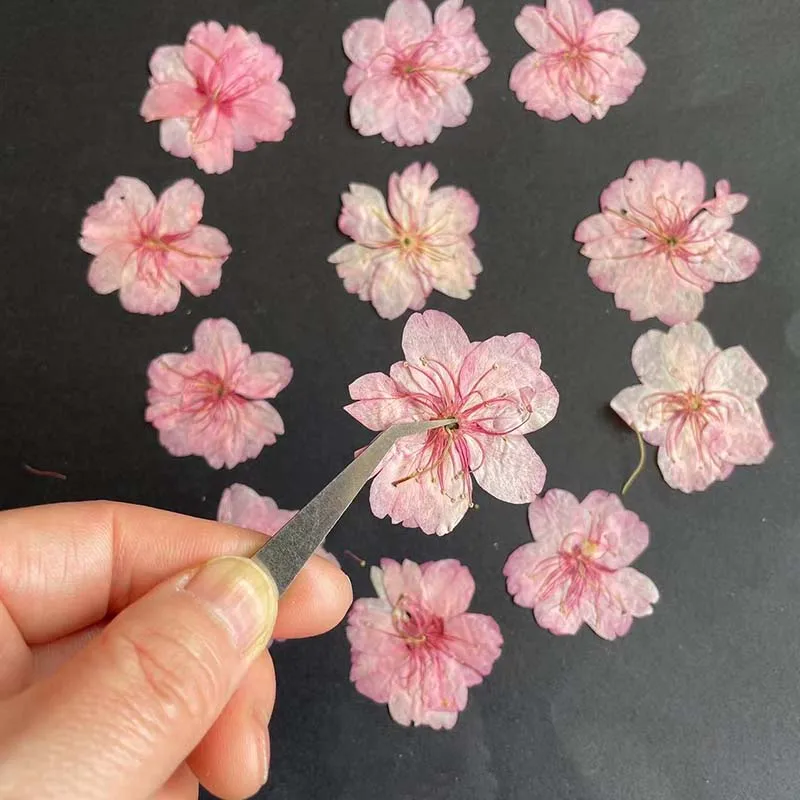 3-4.5 سنتيمتر/24 قطعة الطبيعية - مراجعة Resin Art Rose Petals وسعره