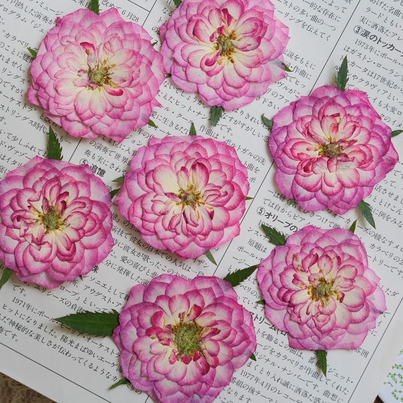 6 قطع، زهور ورد و لوتس طبيعية  - مراجعة Resin Art Rose Petals وسعره