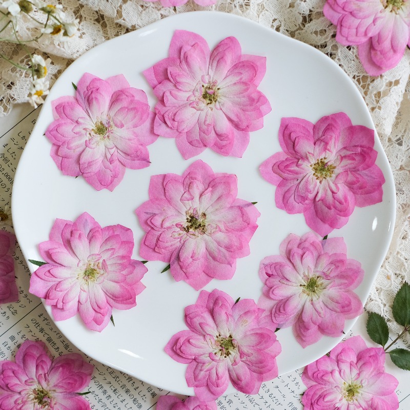 6 قطع، زهور ورد و لوتس طبيعية  - مراجعة Resin Art Rose Petals وسعره